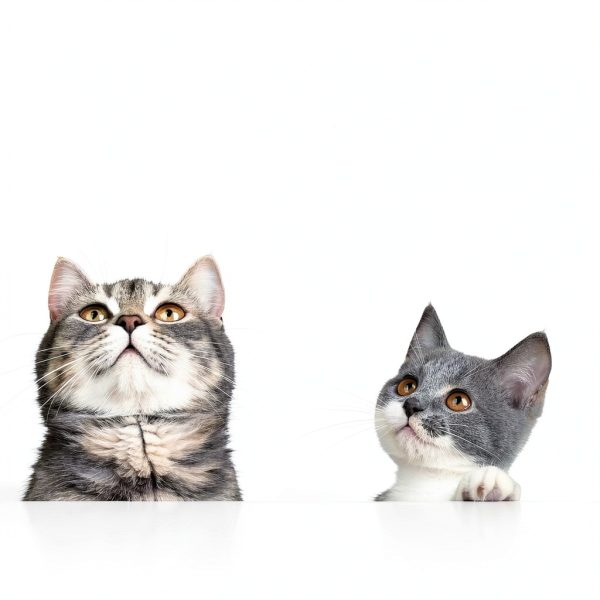 AudioMart Pet Eye Care Cream Gentle Daily Use All Ages-1