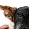 Angels Eyes Sterile Wash Dog Cat Eye Care Relief-4