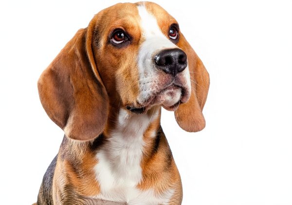 Beloved Pets Dog Eye Stain Remover Gentle Cleanser Pet Care-2