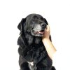 Zenwise Health Dog Eye Care Chews Senior Vision Support-1