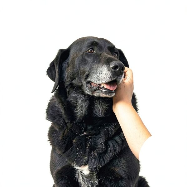 Zenwise Health Dog Eye Care Chews Senior Vision Support-1
